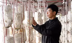 Thu nhập trên 1 tỷ đồng/năm từ trồng nấm