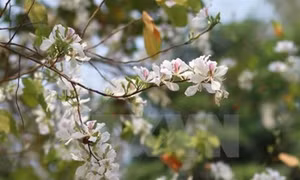 Lễ hội Hoa Ban tỉnh Điện Biên 2017 sẽ khai mạc vào ngày 12/3