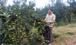 Thu nhập trên 1 tỷ đồng mỗi năm từ trồng trọt và chăn nuôi