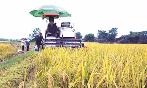 Bắc Giang xây dựng cánh đồng mẫu