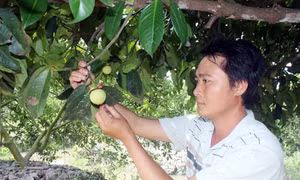 Điều khiển măng cụt ra hoa sớm