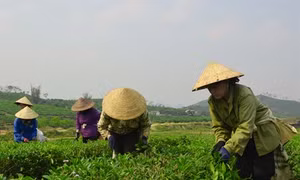 Phê duyệt Chương trình mục tiêu quốc gia xây dựng nông thôn mới giai đoạn 2016-2020
