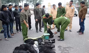 Hà Tĩnh: bắt xe khách chở 12 cá thể voọc không rõ nguồn gốc xuất xứ