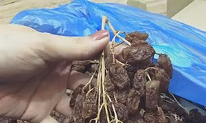 Cẩn thận với hàng xách tay