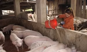 Phụ nữ tỉnh Cao Bằng thực hiện hiệu quả các phong trào thi đua