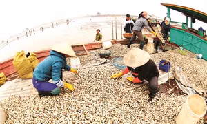 Kỹ thuật nuôi ngao thương phẩm