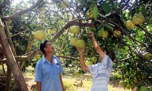 Làm giàu từ trồng bưởi đặc sản ở xã Xuân Vân