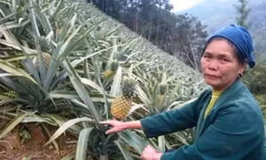 Hiệu quả kinh tế cao từ trồng dứa trái vụ