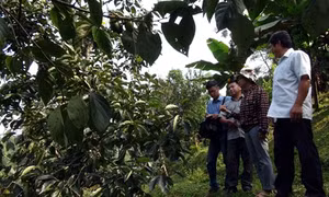 Trồng hồng không hạt mang lại hiệu quả kinh tế cao