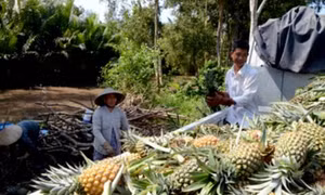 Tiềm năng phát triển nông sản Hậu Giang