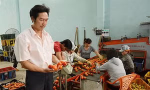Lâm Đồng: Sáng chế thành công máy rửa, phân loại cà chua