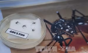 Virus Zika đã lây lan sang nhiều nước