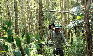 Gian nan giữ rừng mùa hạn, mặn