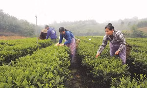 Tiến Thắng đẩy mạnh sản xuát giảm nghèo nhanh