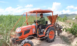 Cánh đồng mía mẫu lớn của người Jrai