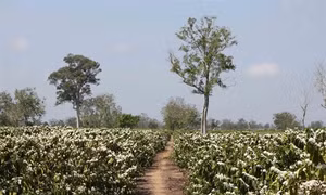 Đắk Lắk cứu hạn cho cây cà phê