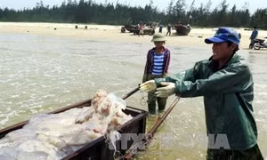 Hải sản đánh bắt xa bờ vẫn đảm bảo an toàn