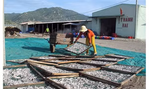 Cảnh báo tình trạng đổ rác thải bừa bãi ở vùng ven biển Ninh Thuận