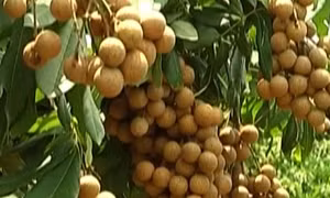 Nhãn muộn Khoái Châu mùa quả ngọt