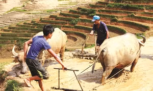 Khau Phạ mùa nước đổ
