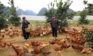 Ông Chàng làm kinh tế giỏi