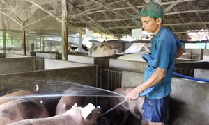Tuổi trẻ khởi nghiệp, sáng tạo làm giàu