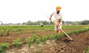 Trông màu ứng phó với hạn, mặn