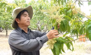 Thu lãi tiền tỷ nhờ ứng dụng kỹ thuật cao vào trồng xoài 