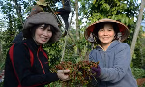 Nâm N’Jang- làng tỷ phú nhờ hồ tiêu