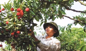 Một số biện pháp phòng trừ sâu đục cuống quả vải