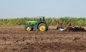 Tây Ninh: Nhiều cánh đồng mía chuẩn bị mùa vụ mới