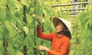 Giảm nghèo ở xã Vị Thủy