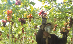 Kỹ thuật trồng nho