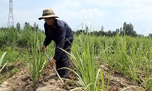 Hậu Giang: Phập phồng với xâm nhập mặn
