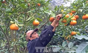 Quýt D’Ran "đón" Tết