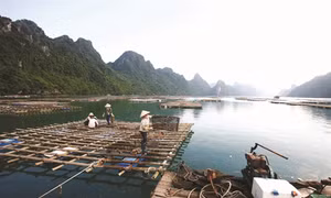 Nghề nuôi nhuyễn thể ở huyện đảo Vân Đồn