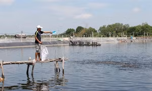Đổi thay ở An Thới Đông
