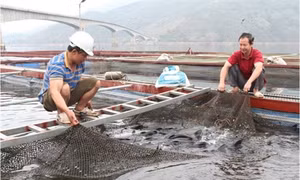 Cuộc sống mới trên lòng hồ Sông Đà