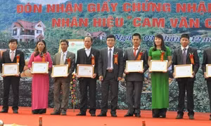 Yên Bái: Công bố Giấy chứng nhận nhãn hiệu “ Cam Văn Chấn”