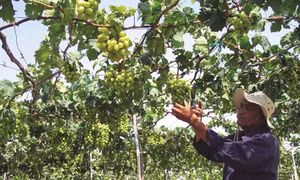 Lão nông làm giàu từ trồng nho sạch