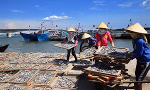Ngư dân Quảng Trị trúng đậm mùa cá nục
