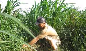 Nâng cao chất lượng sữa bò để tăng tính cạnh tranh
