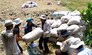 Hậu Giang: Luồng gió mới trong sản xuất lúa