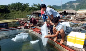 Phát triển nghề cá trên lòng hồ thủy điện