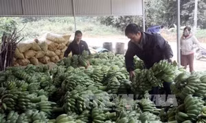 Cây chuối xóa đói giảm nghèo ở xã vùng sâu Kiến Thiết