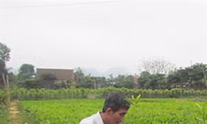 Làm giàu trên đỉnh Trường Sơn