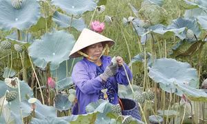 Trồng sen cho hiệu quả kinh tế cao