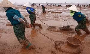 Nhọc nhằn đời “nữ phu cào ngao”