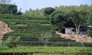 Đặc sản chè Bản Ven - Yên Thế