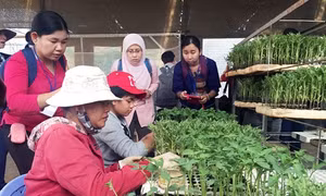 Các nước ASEAN nghiên cứu chuỗi liên kết sản xuất rau an toàn tại Lâm Đồng